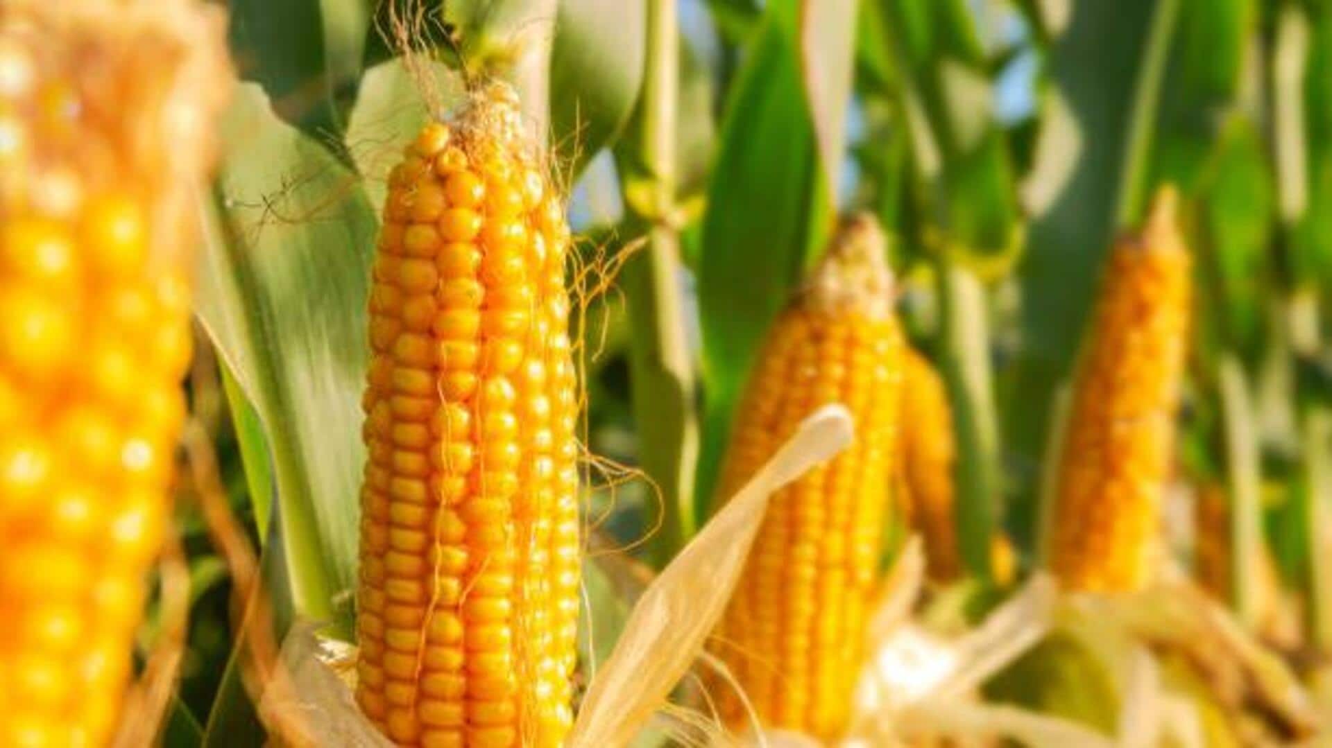 Maize farming: 5 tips to boost productivity 