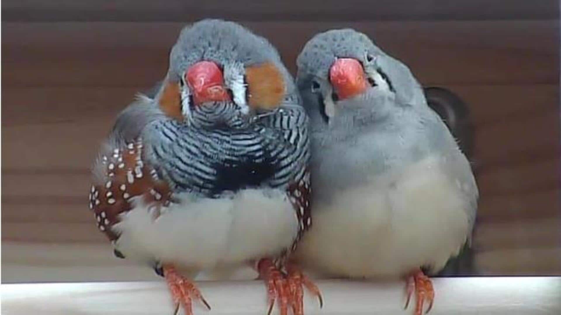 We can finally 'talk' to birds