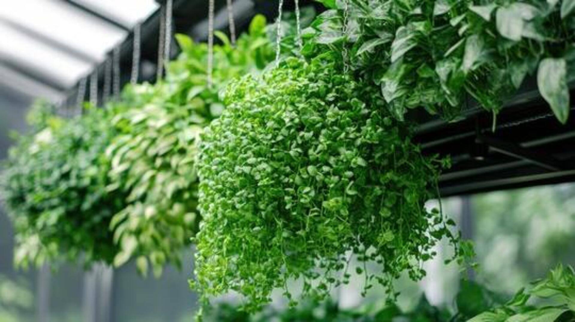 How to care for hanging plants