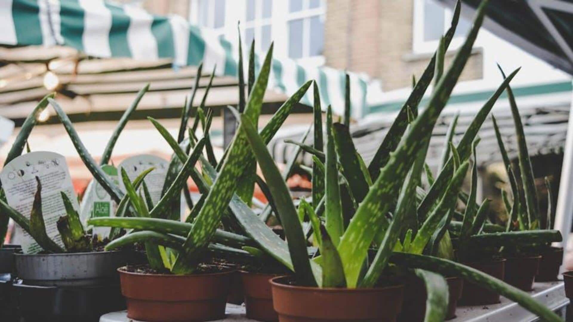 Aloe vera care: Simple tips for healthy growth Aloe vera care: Simple tips for healthy growth