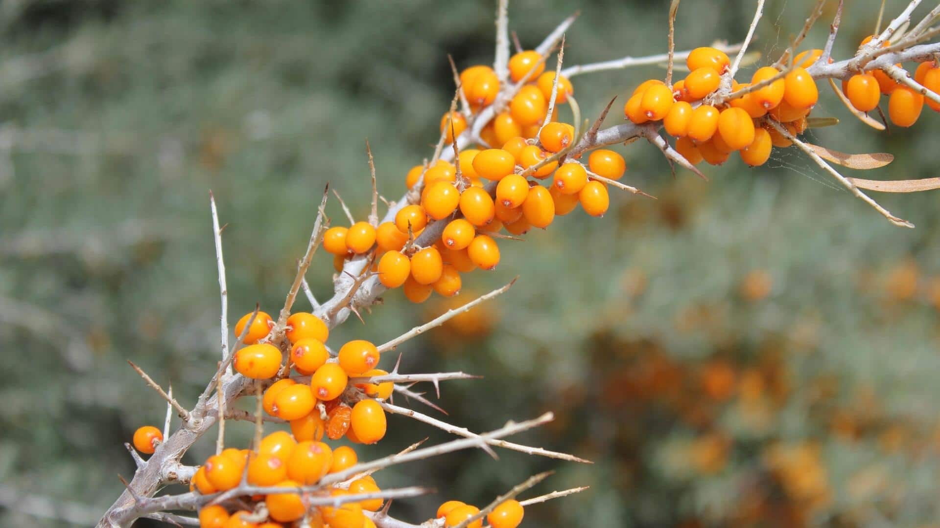 NASA is growing Ladakh's superfoods in space: Here's why NASA is growing Ladakh's superfoods in space: Here's why