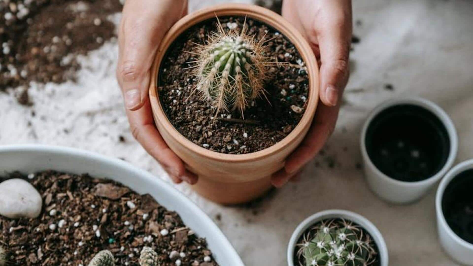 Enhancing skin suppleness with cactus water hydration