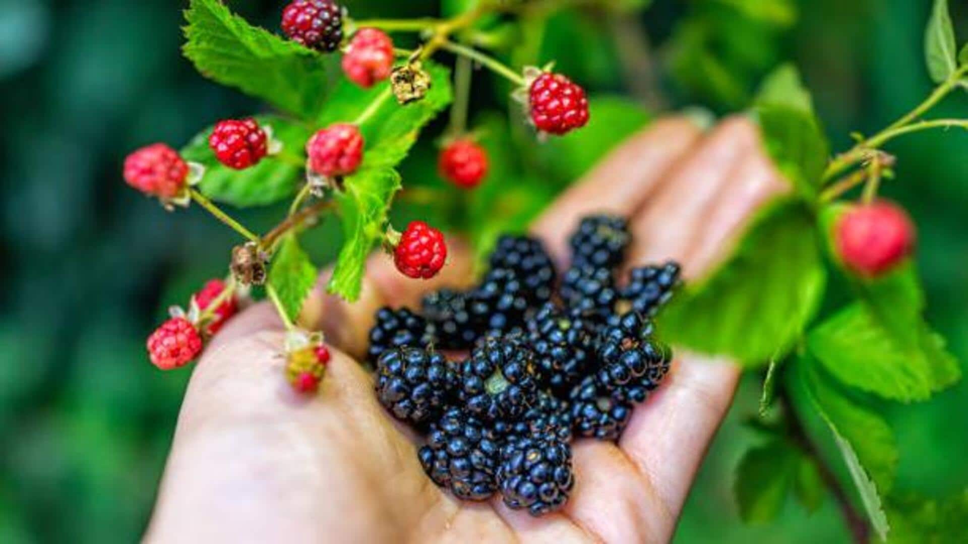 Berry foraging: The outdoor activity you need to try Berry foraging: The outdoor activity you need to try