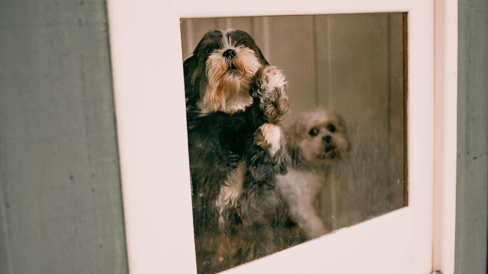 How to keep dog paw prints off your windows