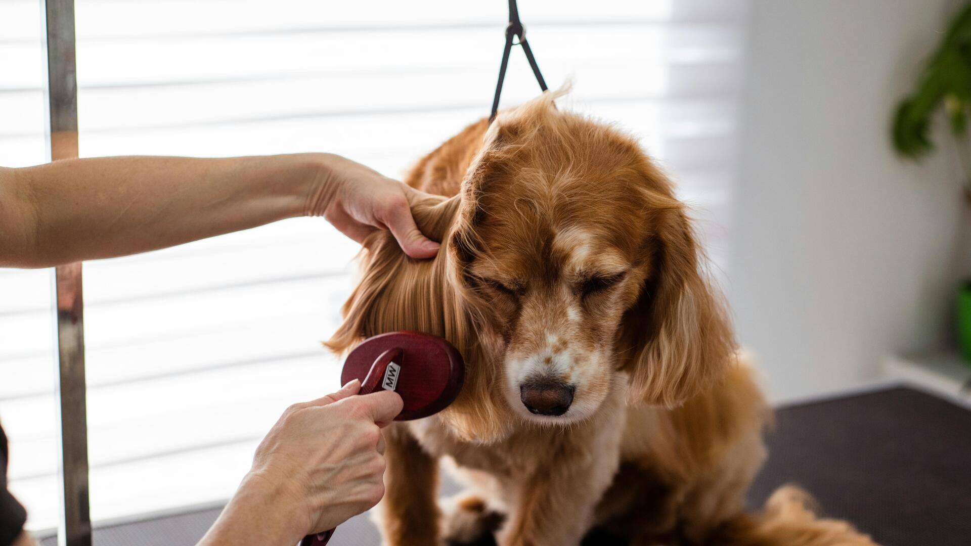 Here's how to control dog shedding at home Here's how to control dog shedding at home
