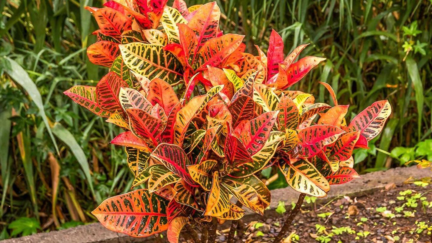 Croton Croton