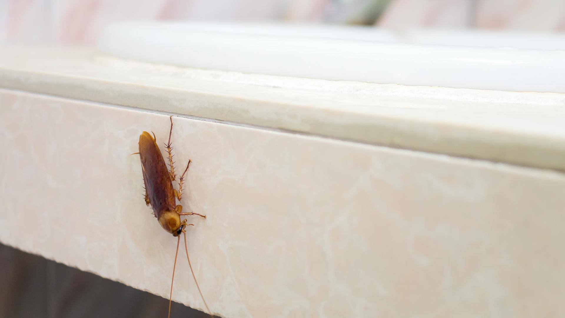Cockroaches at home? These natural remedies can chase them away