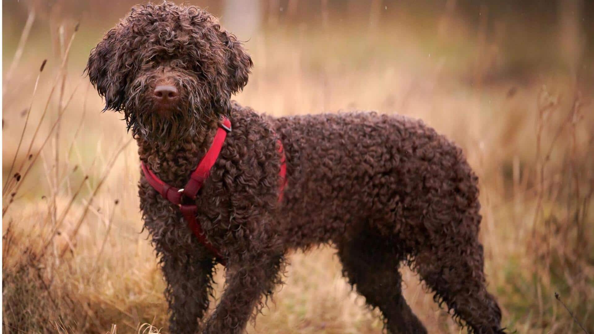 Care tips for your Lagotto Romagnolo dog at home