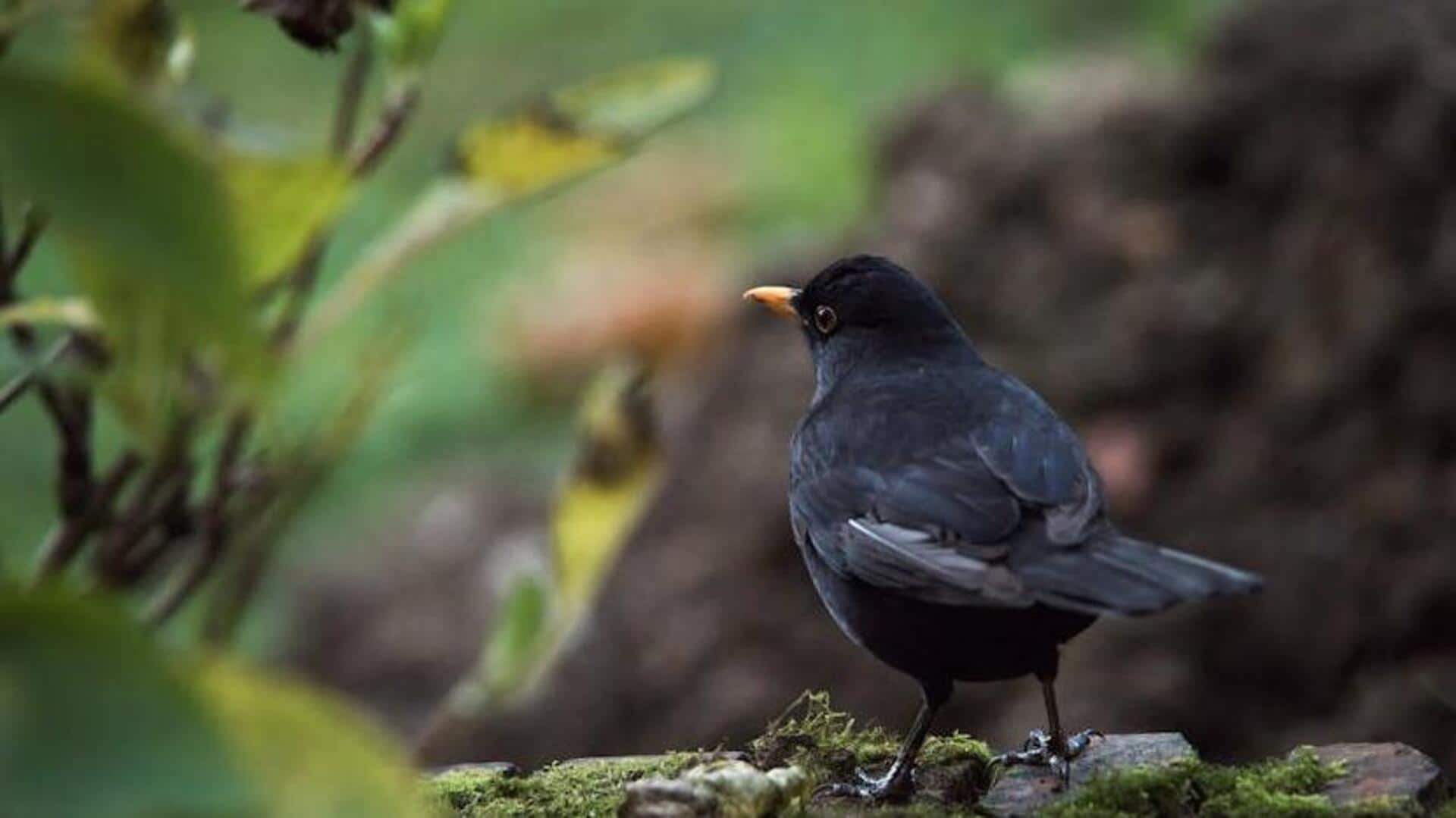 Enhancing concentration with birdwatching for kids