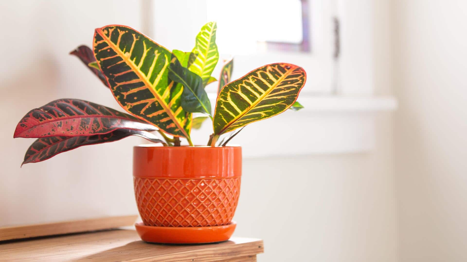 Tips to take care of your croton plants at home