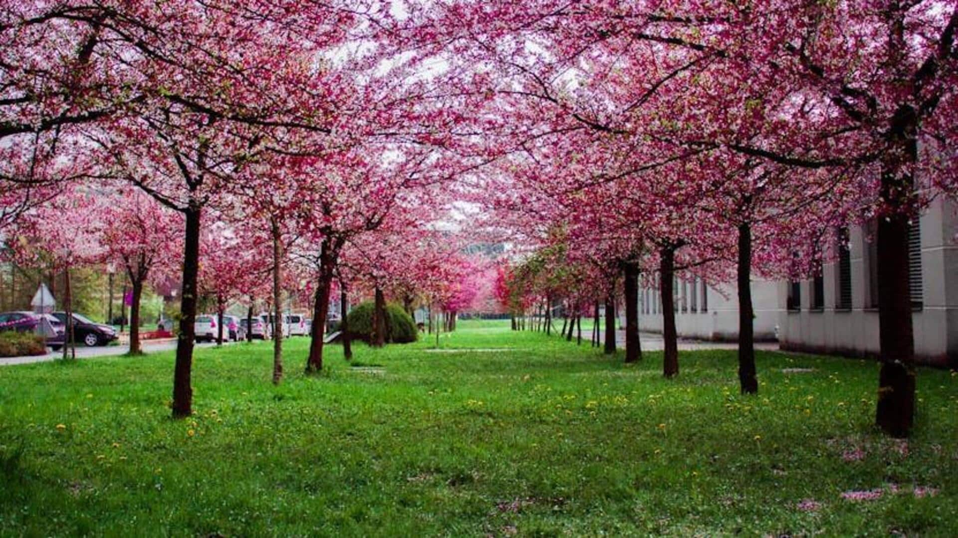 Discover Kyoto's springtime blossom trails