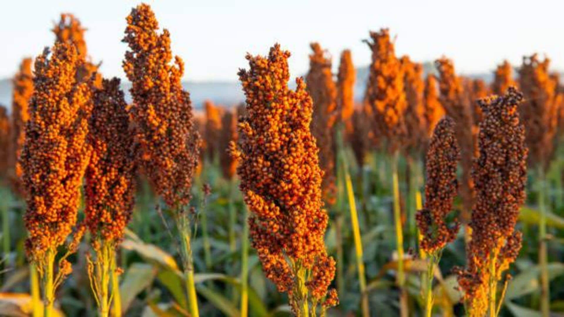 Sorghum oil: Try this new superfood for healthy cooking 