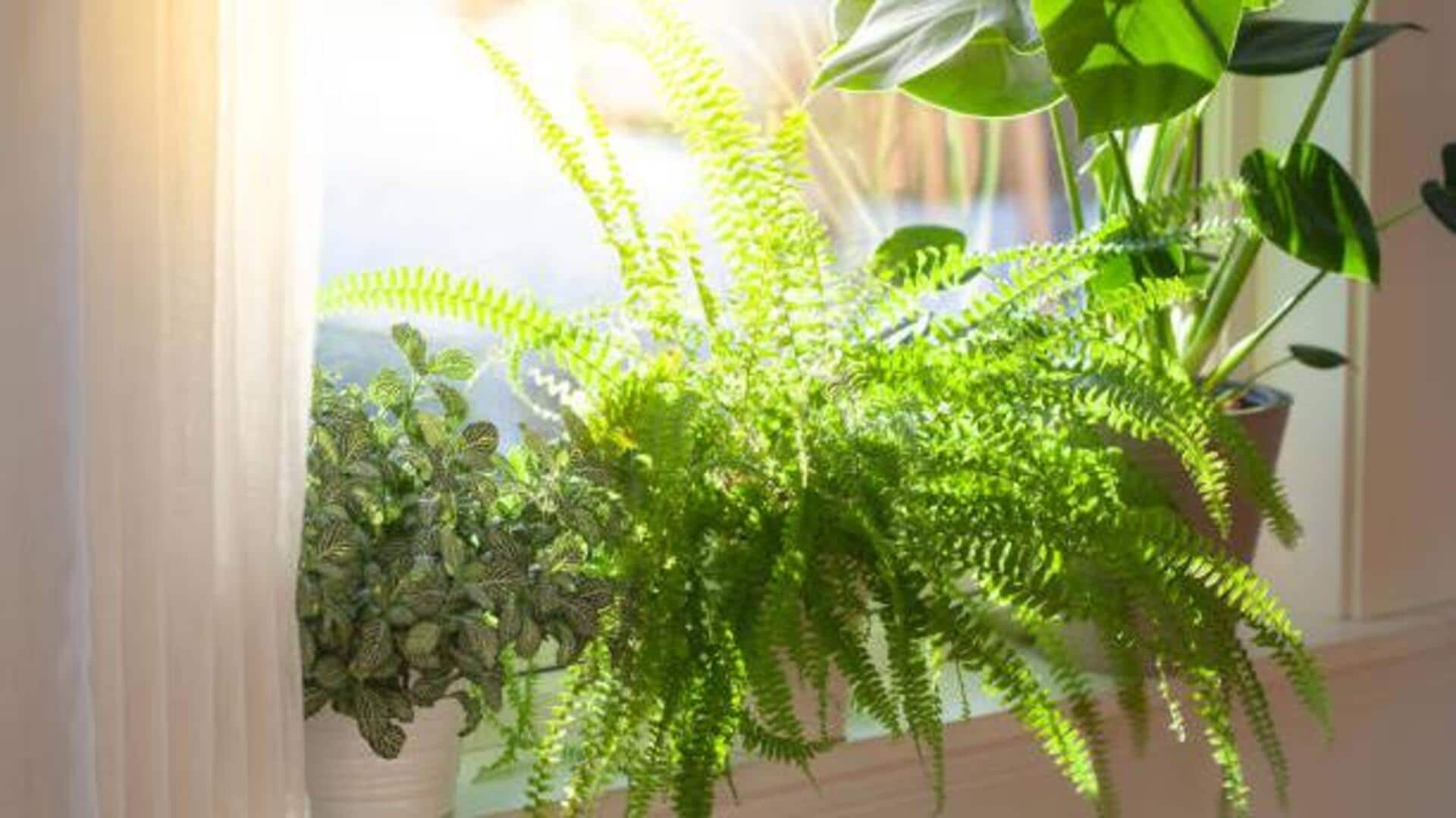 Maximize sunlight for indoor plants: Here's how Maximize sunlight for indoor plants: Here's how