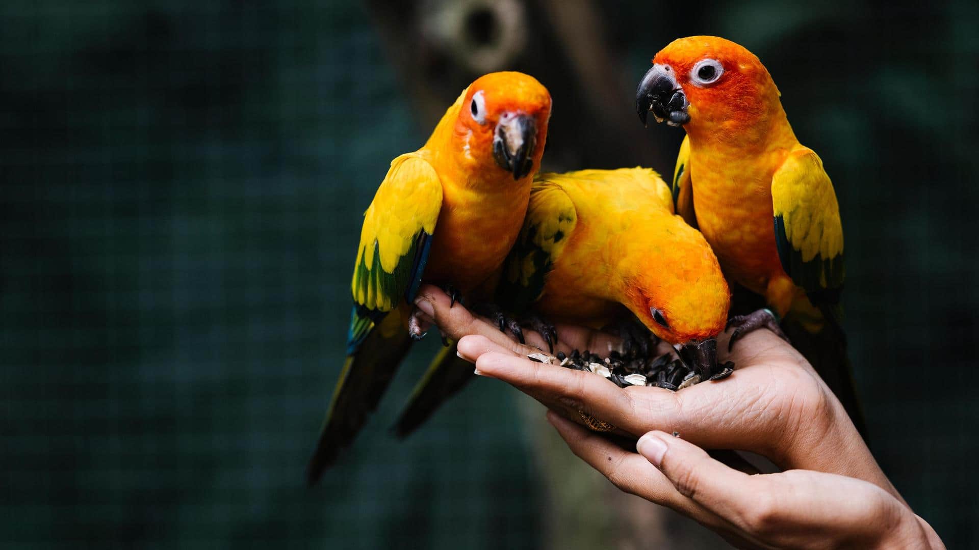 Tips to take good care of your pet birds