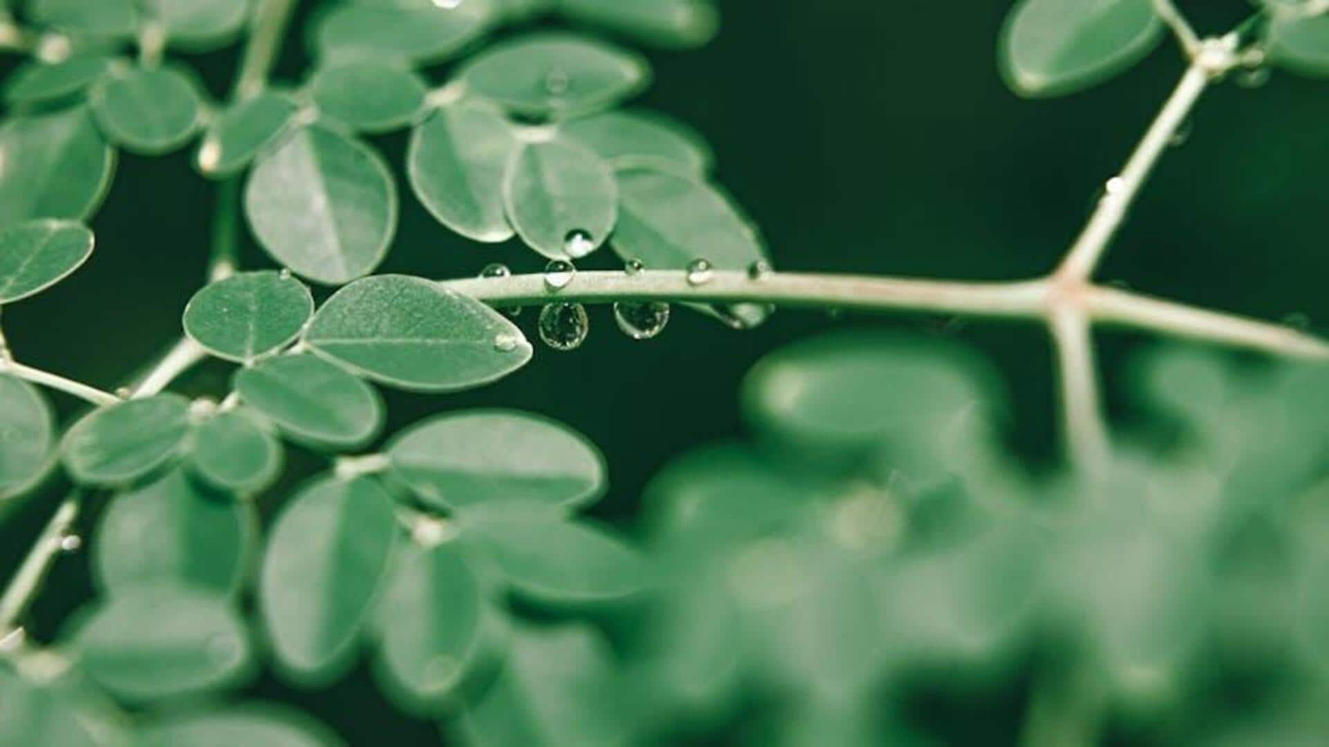 Take a look at how moringa shapes African diets 