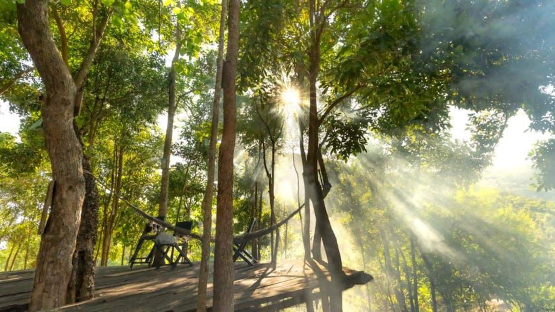 Forest bathing can increase your productivity: Here's how Forest bathing can increase your productivity: Here's how