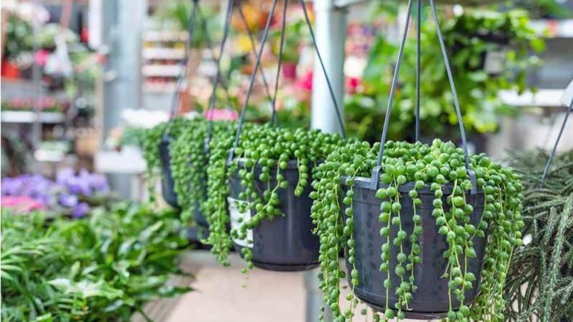 5 ways to decorate with hanging succulents 5 ways to decorate with hanging succulents