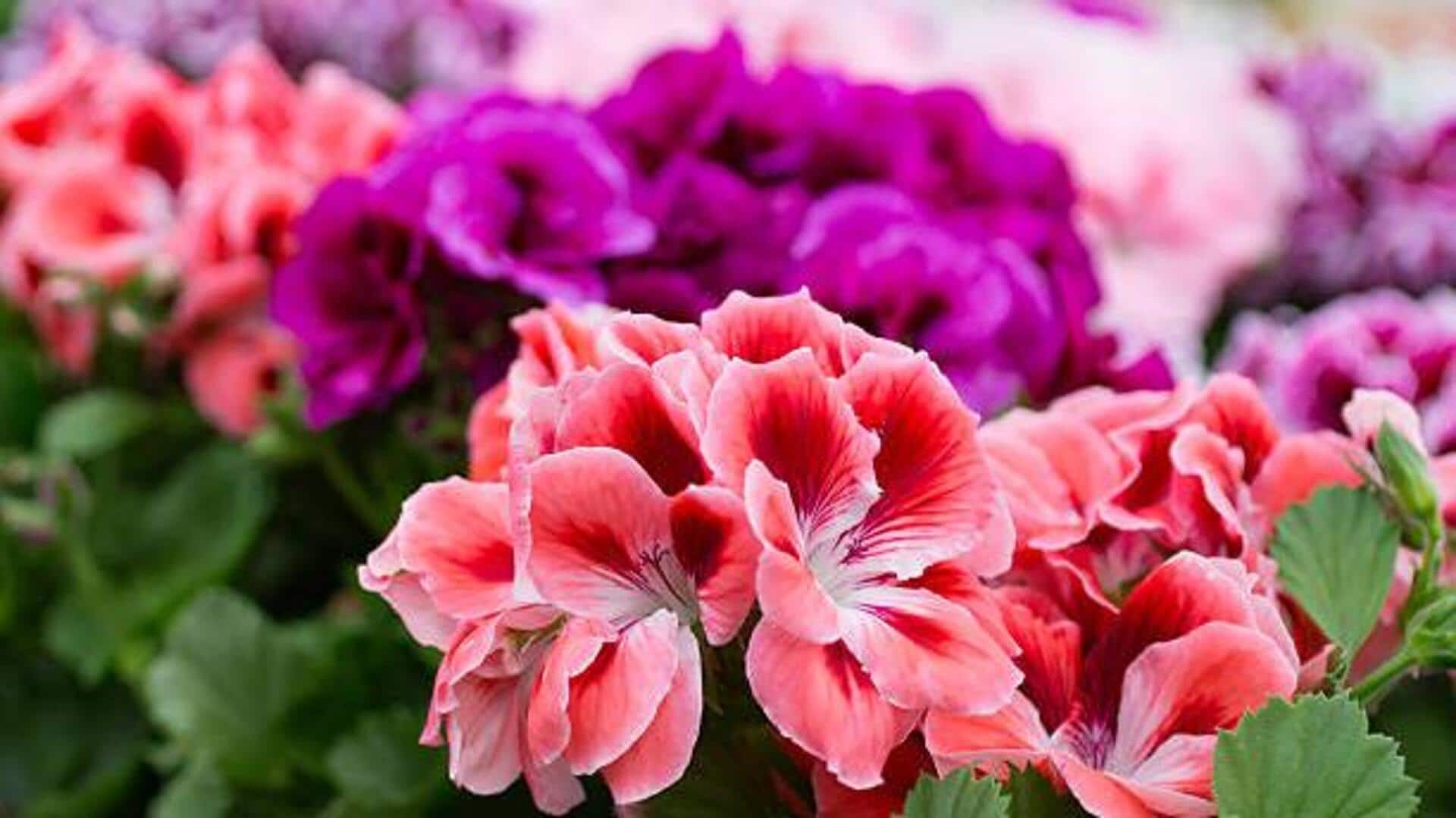 Rose geranium: A skincare game-changer Rose geranium: A skincare game-changer