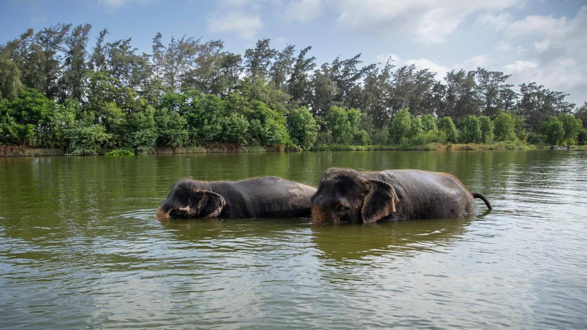 CITES hails Vantara's animal care standards after India visit