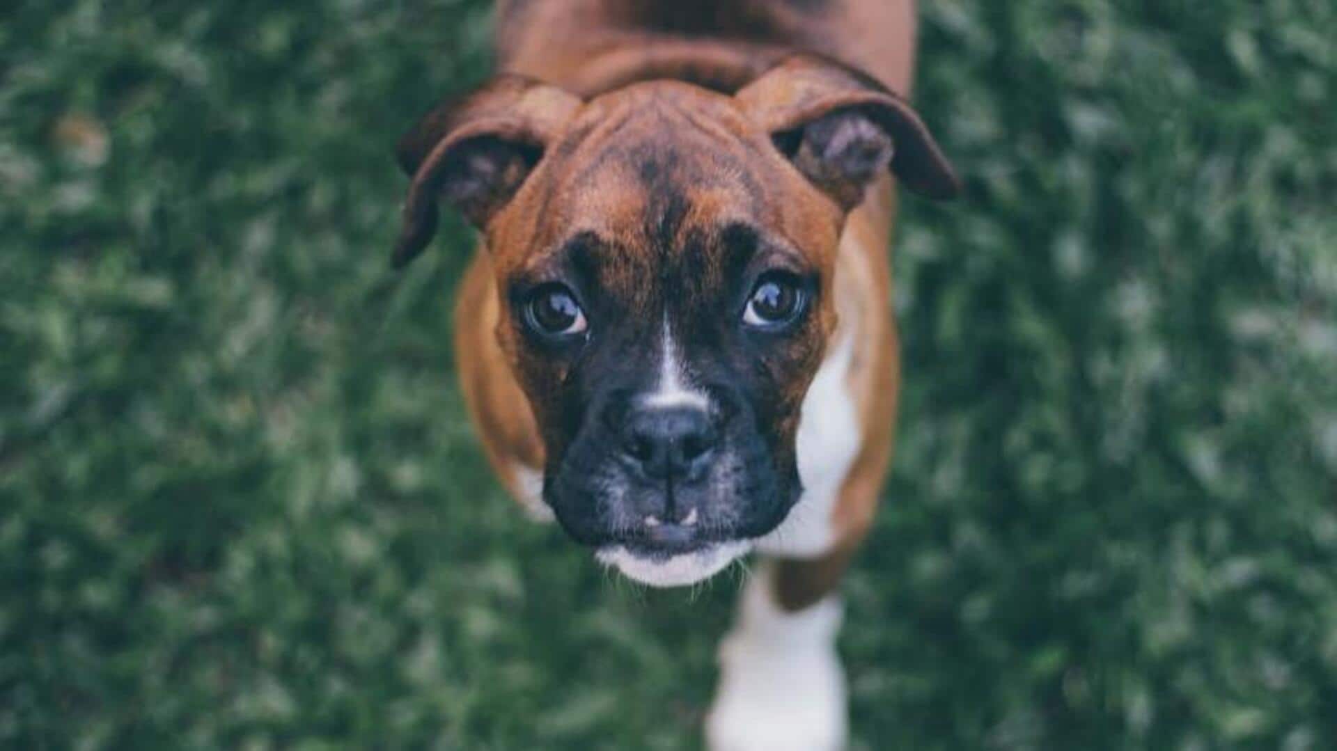 The secret to Boxer dog's healthy joints