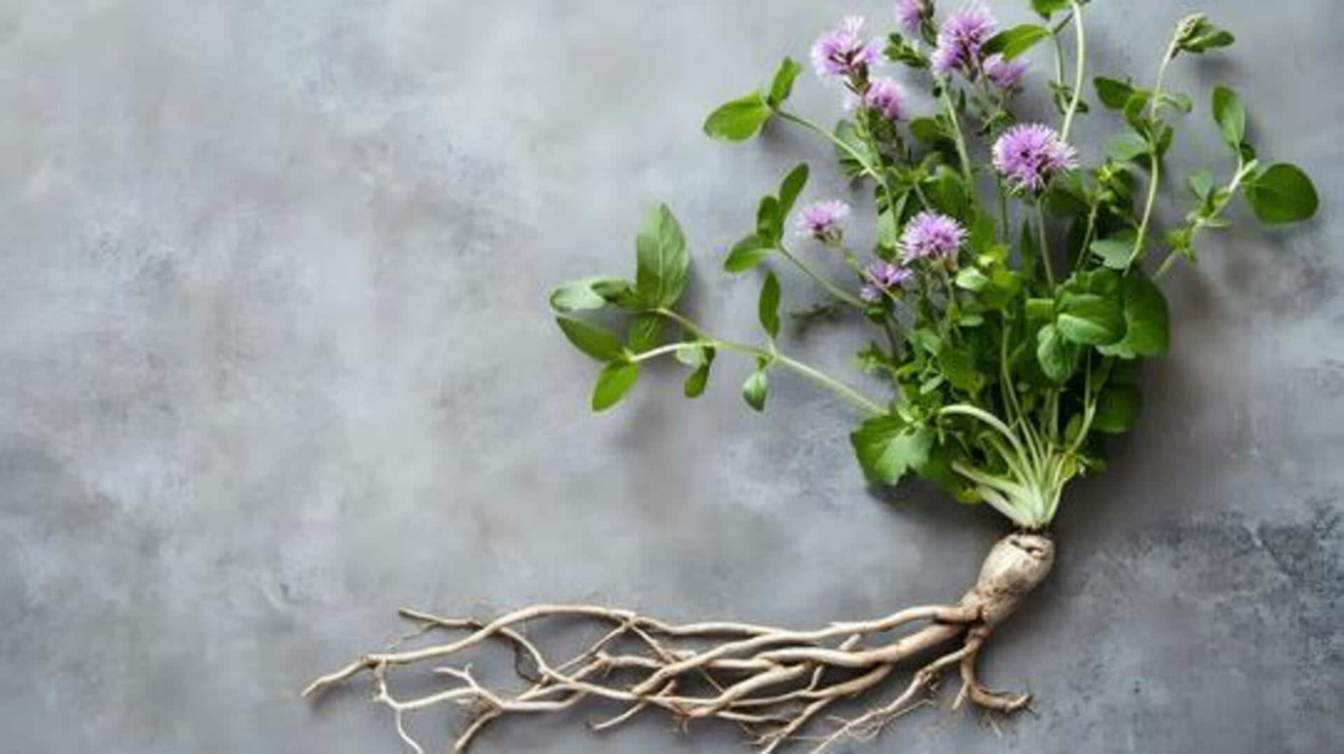 Beauty benefits of valerian root: A natural way to relax 