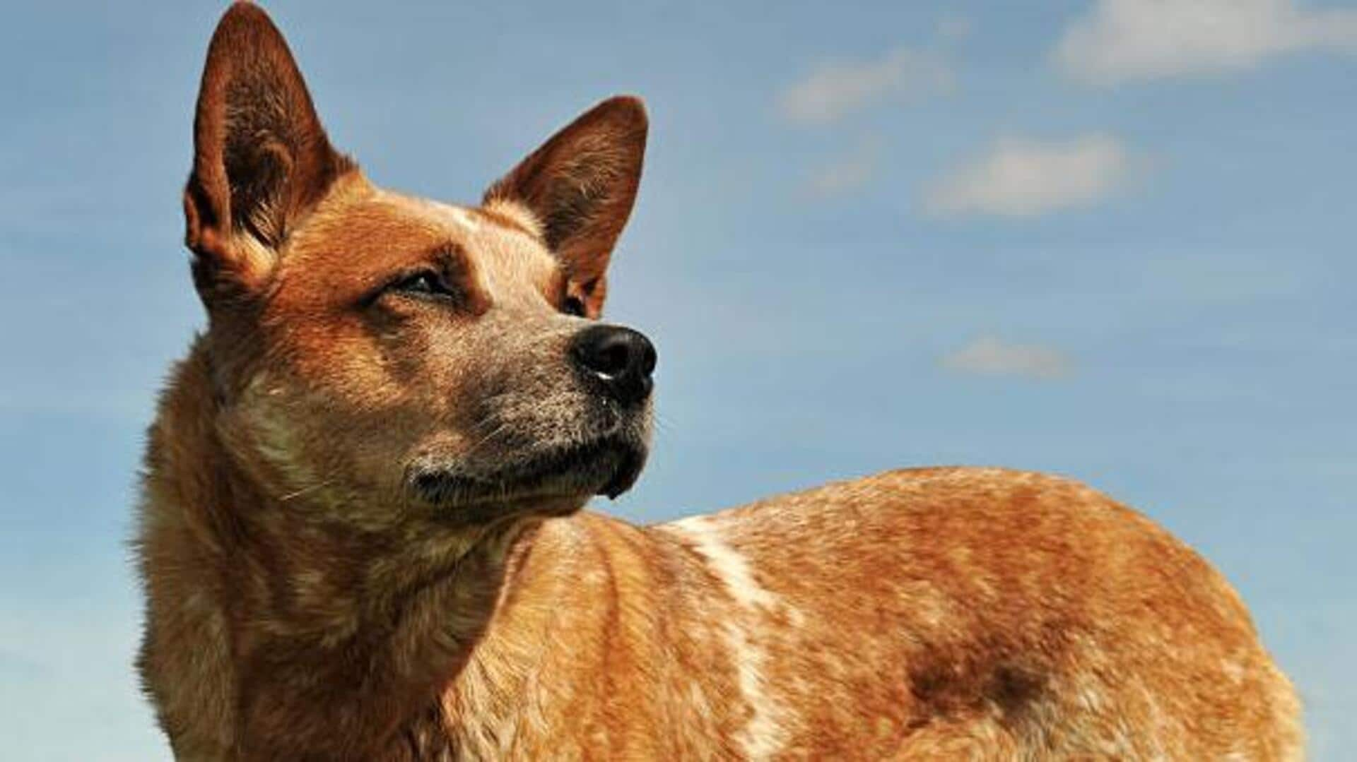 How to ensure your Australian Cattle Dog stays adequately hydrated