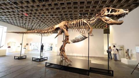 Rare T. rex fossil goes under the hammer for $50M