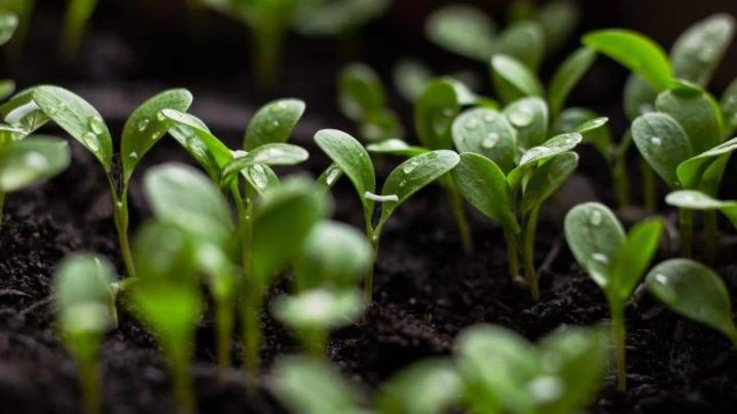 Scientists discover way to grow plants efficiently in complete darkness