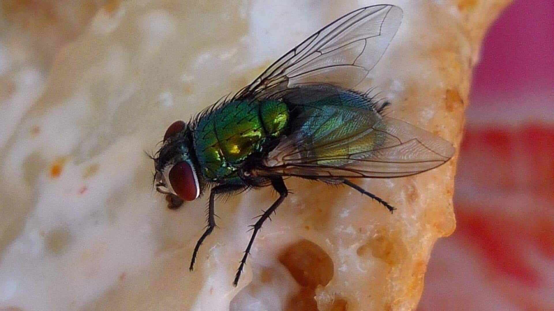 Scientists genetically modify common fly to eat more human poop