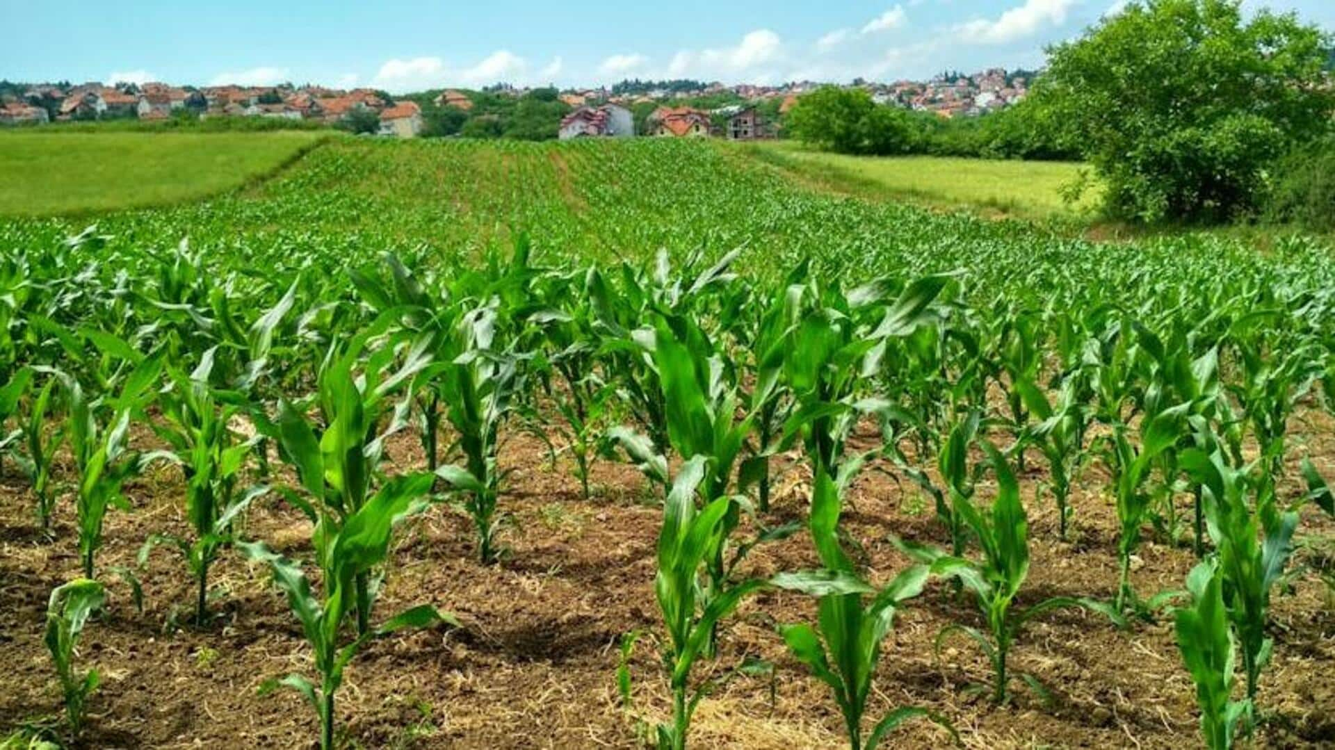 Etiquette for planting in community gardens