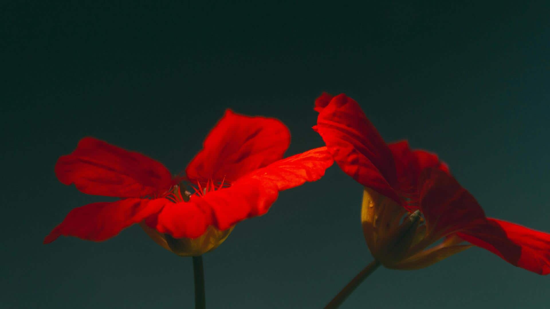Tips to grow stunning nasturtiums in hanging baskets