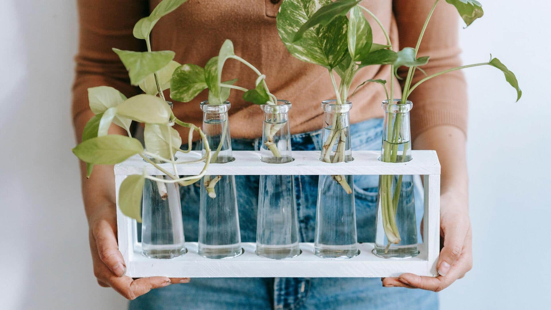 The beginner's guide to propagating spider plants
