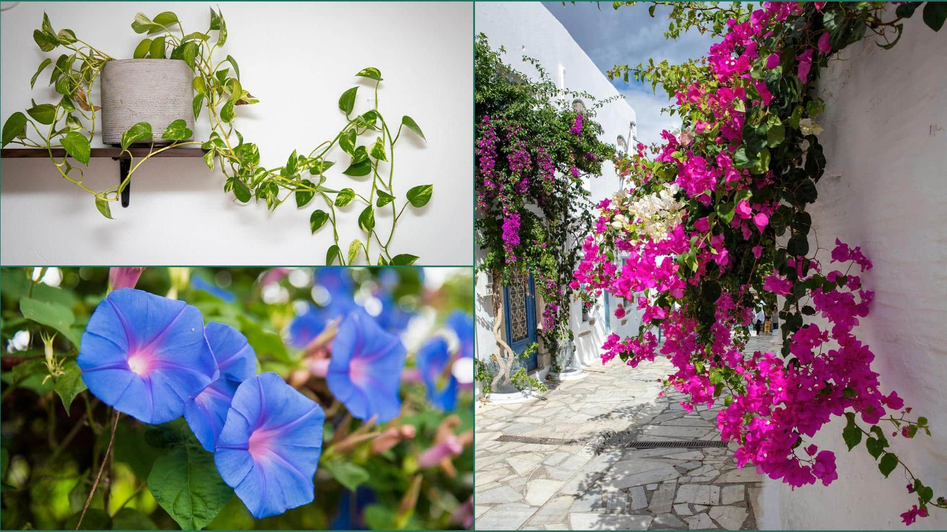 Climber plants that can enhance the look of your balcony