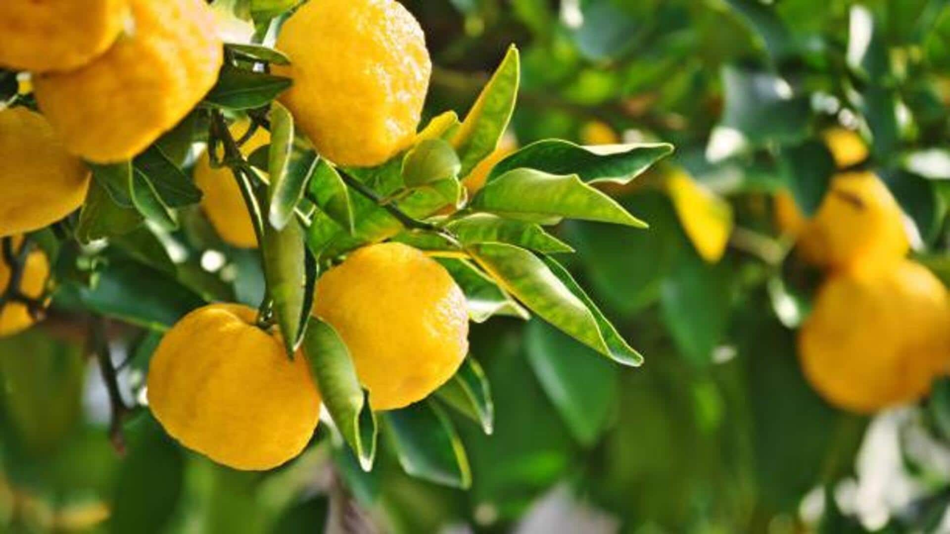 Yuzu: The citrus fruit you didn't know about