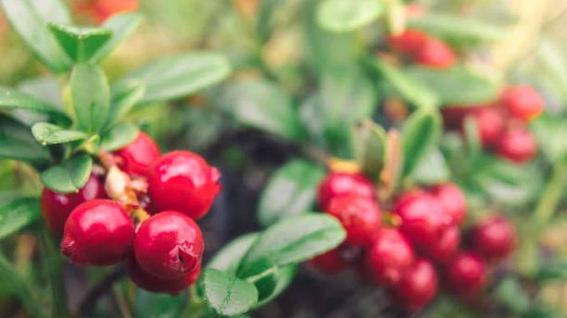 Do you know: Lingonberry is a superfruit