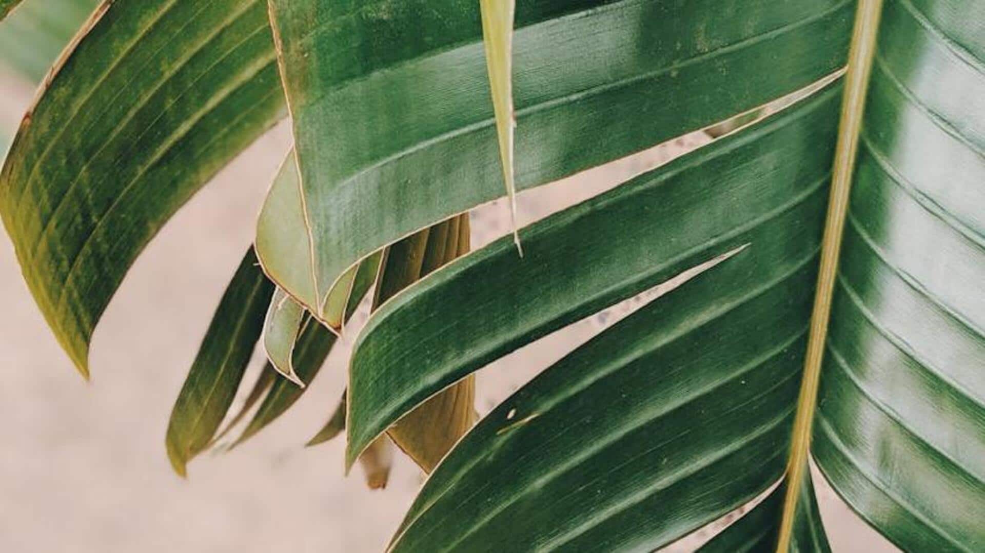 5 Thai plant traditions that will totally surprise you 5 Thai plant traditions that will totally surprise you