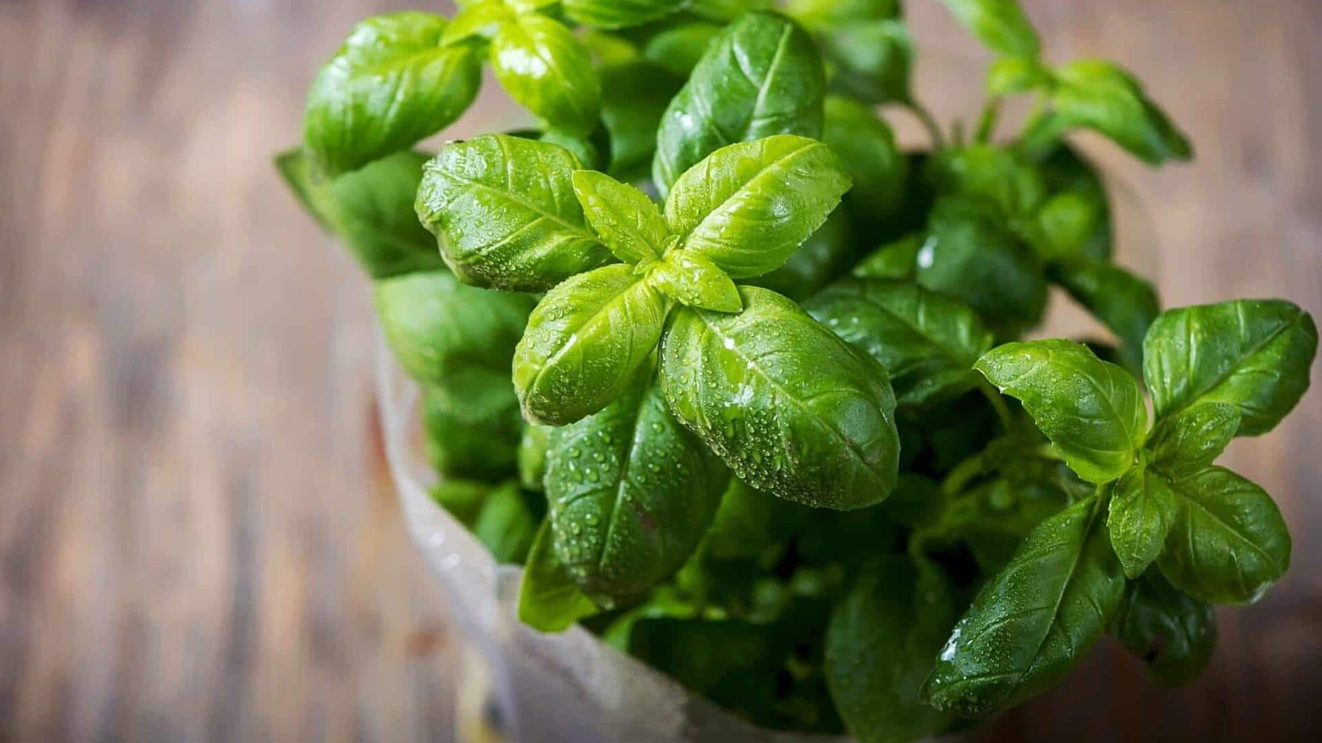 Basil v/s cilantro: Which one offers more vitamin K?