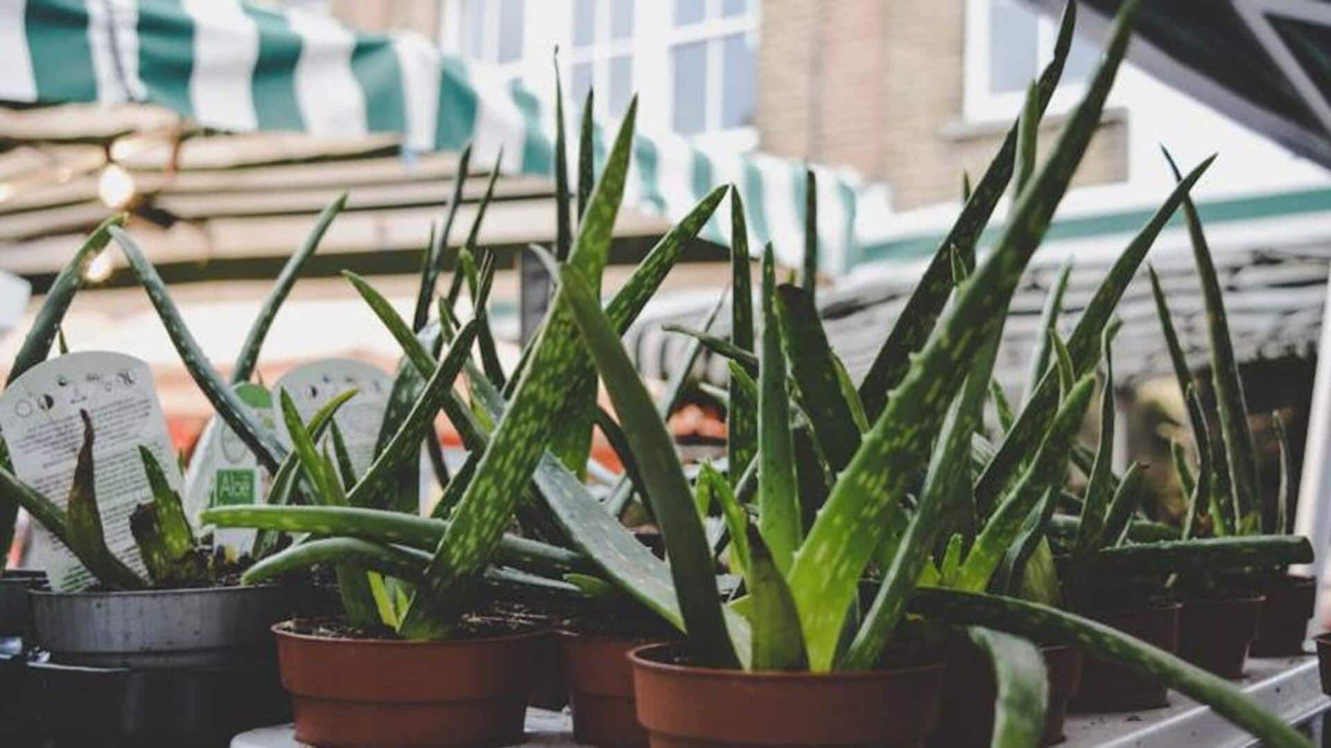 Say goodbye to skin rashes with these aloe vera remedies Say goodbye to skin rashes with these aloe vera remedies