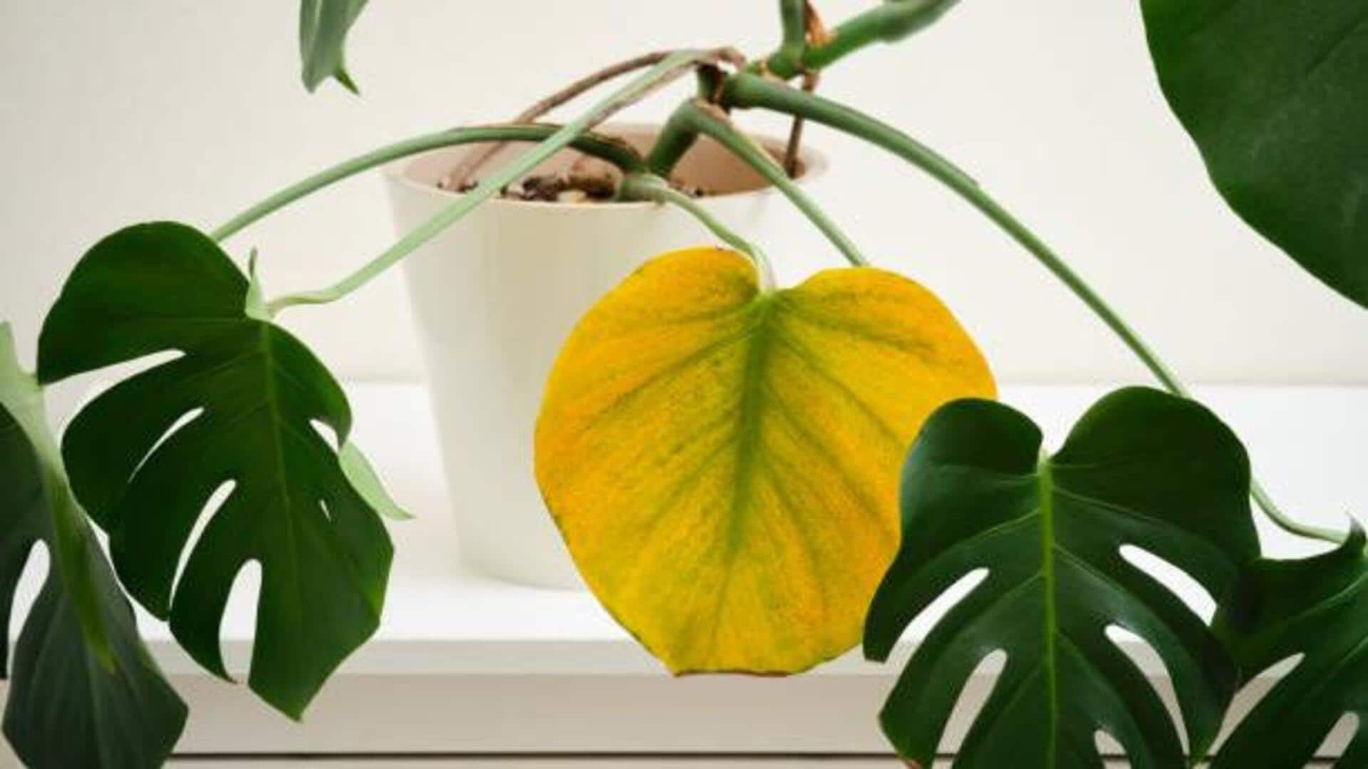 Gardening 101: How to fix yellowing leaves 