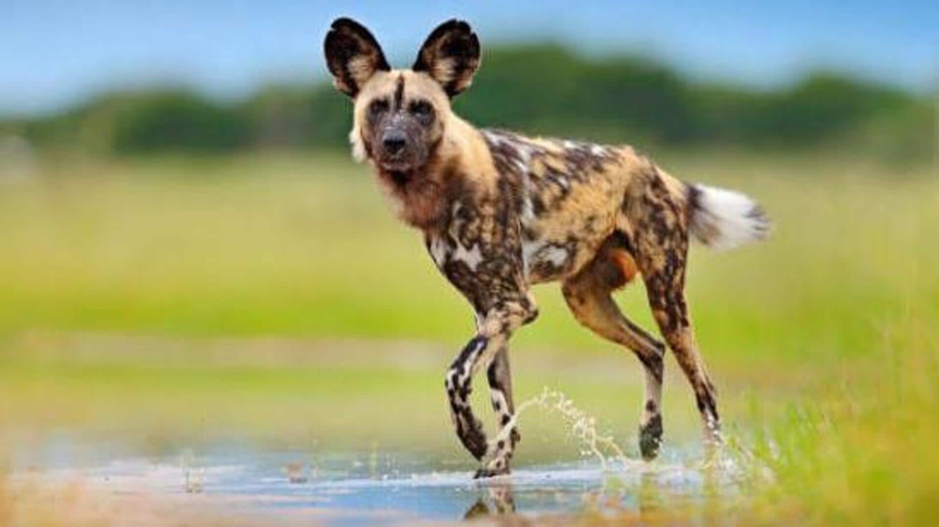Safari 101: Where to spot wild dogs in Zambia