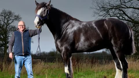 The world's tallest living horse is 6.5ft and still growing