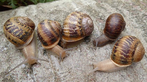 New Zealand launches campaign to help this snail find love
