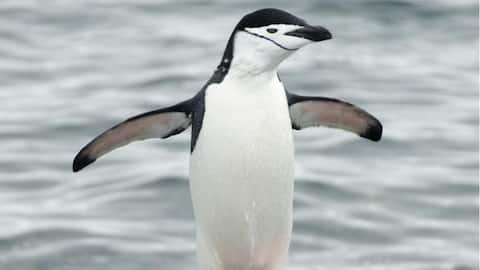 How Antarctica's penguins manage to score 10,000 naps a day!