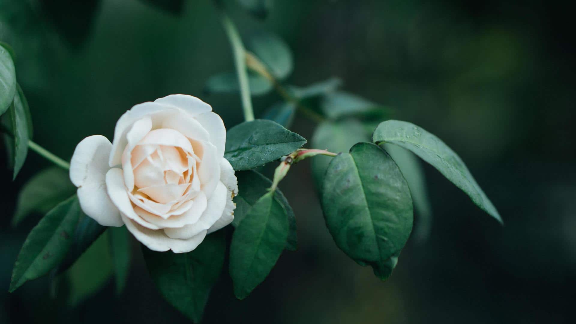 Here's why Japanese camellia is great for your hair health