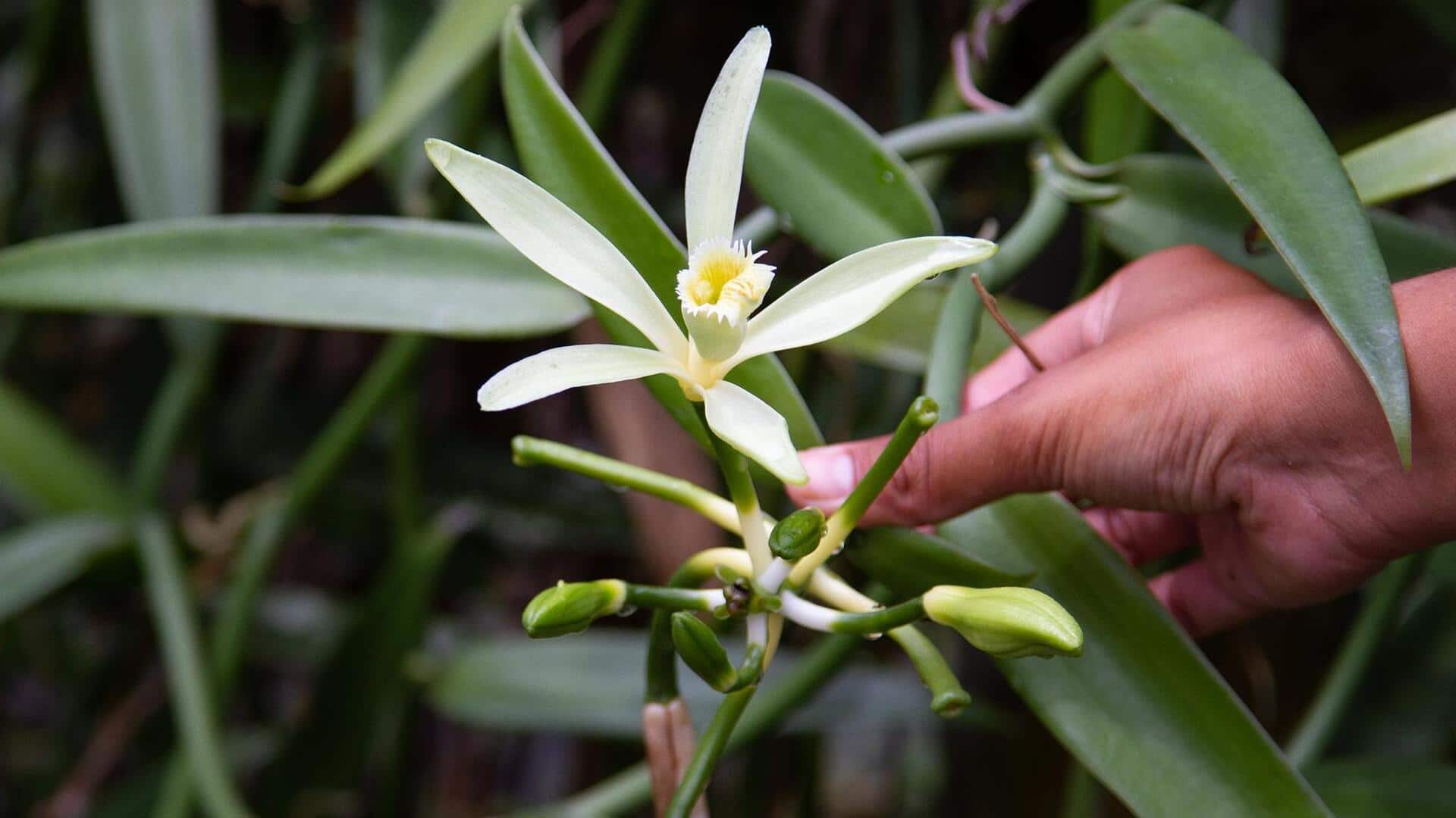 How to take care of your vanilla orchids at home