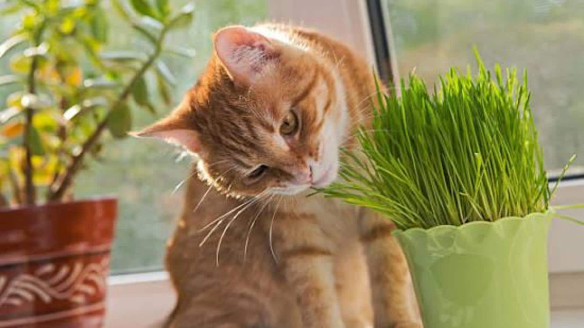 How to grow cat grass at home