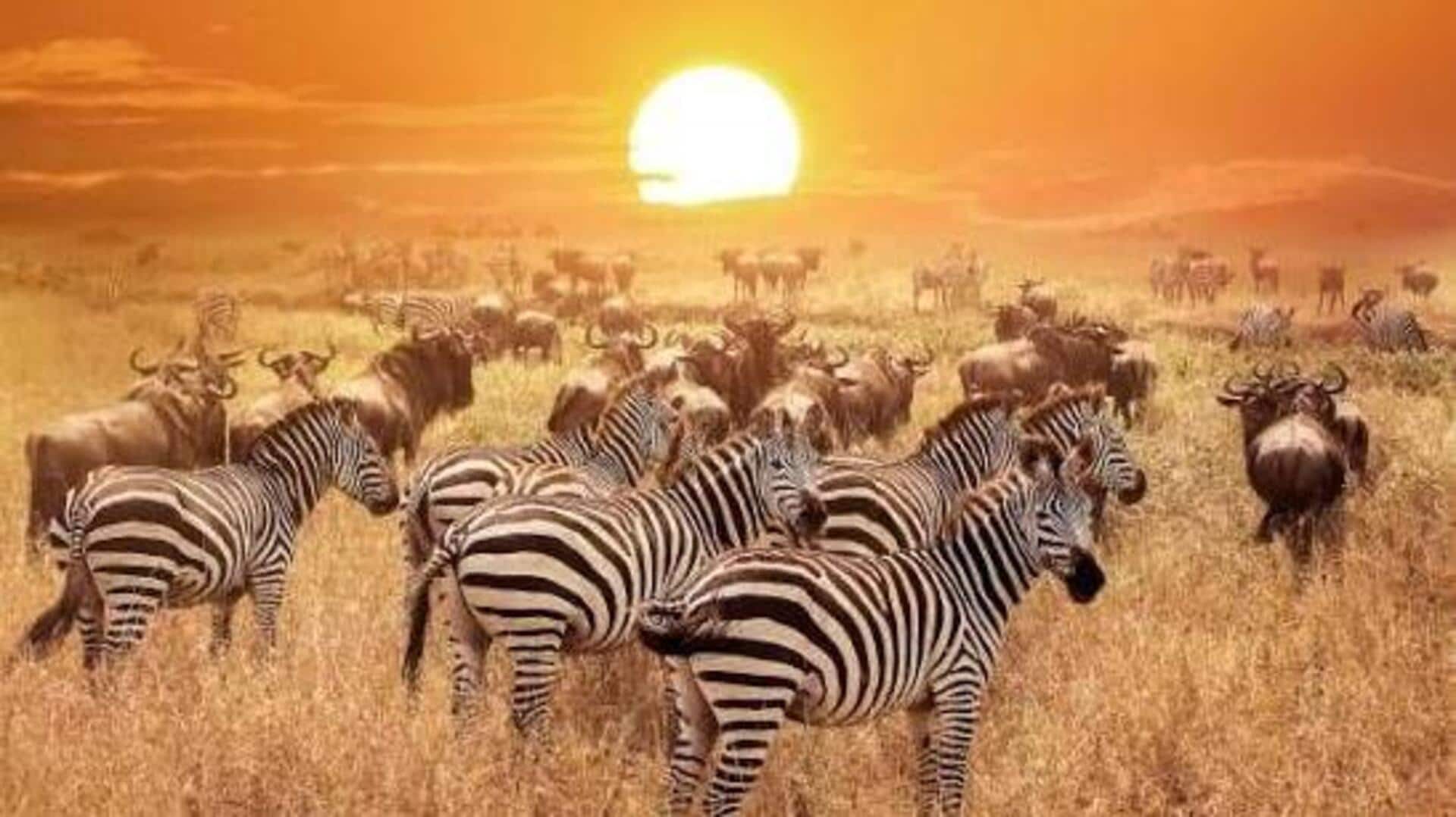 Sioma Ngwezi National Park: A safari gem in Zambia 