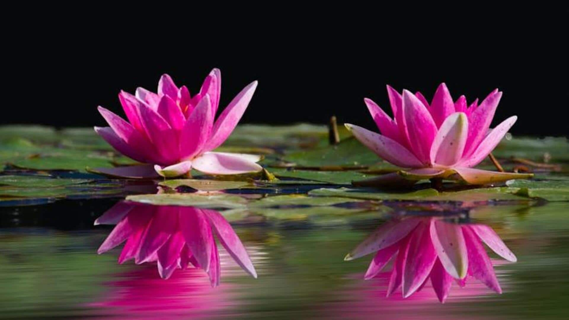 Refreshing water lilies: 5 pond perfection tips