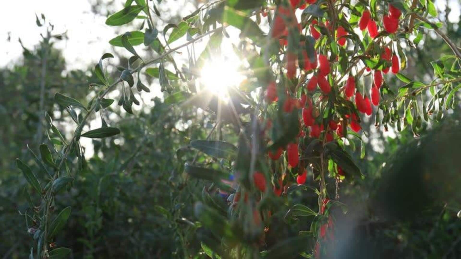 Goji leaves: The antioxidant powerhouse for radiant skin