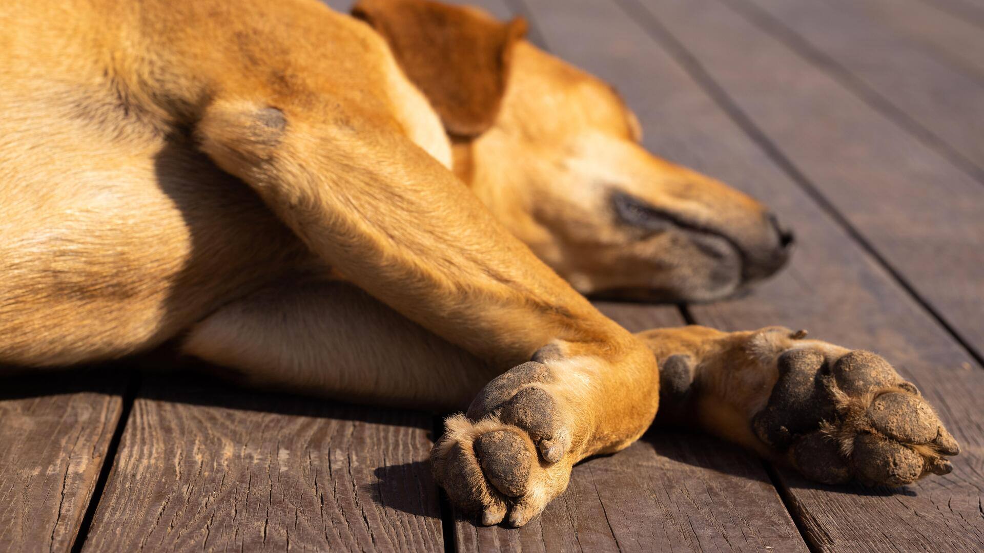 Keep your dog's paws healthy with these herbal soaks